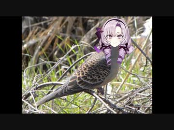 壱百満天原サロメ、キジバト説