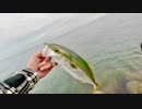 【ダイソーVJ 】初めての青物「タモを、、、タモをください」