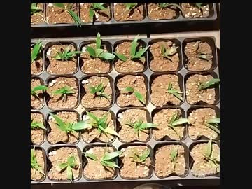 農作業-ロンドレティア・レウコフィラ(パナマローズ)の移植作業