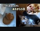 頑張る子猫には心配してくれる母が待っている