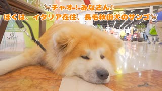 【忠犬ハチ公か！】ママが1分だけいなくなって帰ってきた時でもこの喜び様♪笑