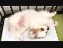 ミックス犬の可愛い過ぎる寝相【ポメチワのニコ調べ】
