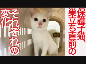 おじいちゃん猫と孫猫、巣立ちの別れの前の変化