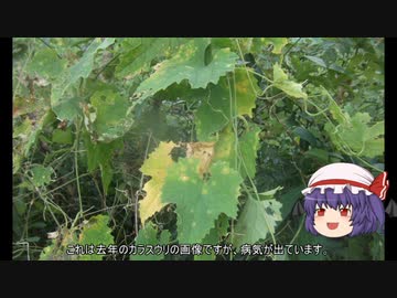 ゆっくり農民195畑を拓いてみませんか♯33