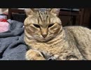 長時間 留守番してもらったら…