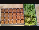 農作業-マンネングサの移植作業