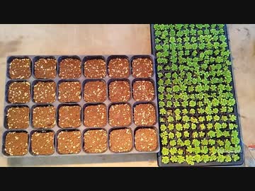 農作業-マンネングサの移植作業