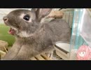 【ウサギ】うさうさざつだん　九月号【琴葉茜】