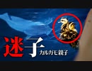 野鳥撮影と観察【カルガモ親子】0530C④