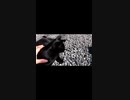 猫神社の猫にちょっかいを出すぼっちなおっさん#Shorts【野良猫】【感動猫】