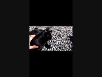 猫神社の猫にちょっかいを出すぼっちなおっさん#Shorts【野良猫】【感動猫】