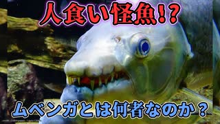 人食い怪魚！？アフリカに生息する巨大淡水魚ムベンガ【ゆっくり解説】