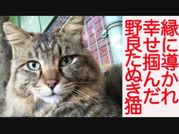 野良たぬき猫、縁に導かれて辿り着いた幸せの場所