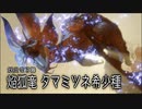 【MHRS】発売日から全モンスターを倒すまで【実況】part26