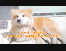 【ワンちゃんにも優しいお店】秋田犬と行く！イタリアで一番オススメなレストラン♪