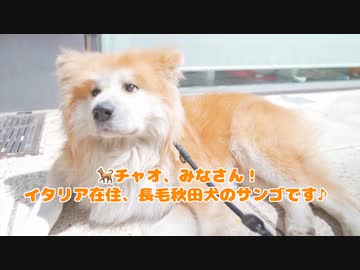 ワンちゃんにも優しいお店 秋田犬と行く イタリアで一番オススメなレストラン ニコニコ動画