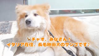 【ワンちゃんにも優しいお店】秋田犬と行く！イタリアで一番オススメなレストラン♪