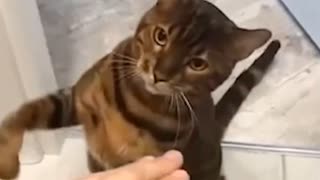 ひたすら猫パンチとクシャミ