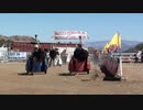 ダチョウチャリオットレース