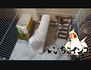加齢(26歳)によるオカメインコの足の痛み対策