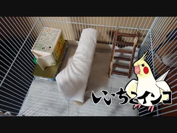 加齢(26歳)によるオカメインコの足の痛み対策