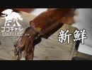 ココキャン 第143話『釣りたてのイカを船上で食べる』