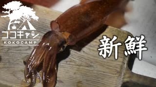 ココキャン 第143話『釣りたてのイカを船上で食べる』