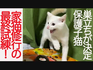 巣立ちを控えた保護子猫、家猫修行の最終試練に挑む