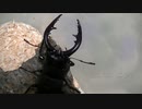ノコたん