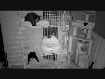 2022-10-02　震度5弱　宮崎　猫は揺れる前には気づいてる