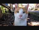 捨て猫達が絶望し最後にたどり着いた猫神社で命を救われる【野良猫】【感動猫】