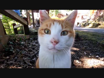 捨て猫達が絶望し最後にたどり着いた猫神社で命を救われる【野良猫】【感動猫】