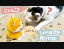 猫にしゃべる犬を見せてみた