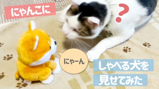 猫にしゃべる犬を見せてみた