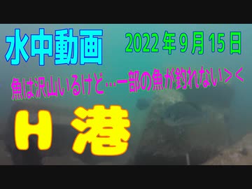 水中動画（2022年9月15日）in H港