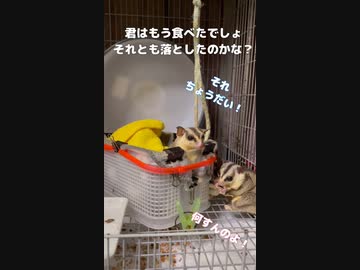フクロモモンガ 】おやつにひまわりの種、大好き！ #おはモモンガ #蜜