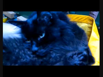 今月の体重測定【蒼民家の猫々】