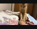 絶対に飼い主の手をふんづけるマロン