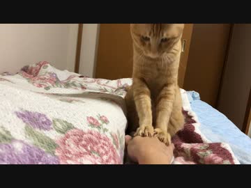 絶対に飼い主の手をふんづけるマロン