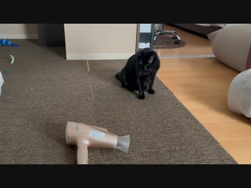 嫌なもんは嫌な猫