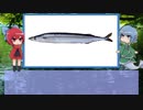 【ゆっくり解説】わかさぎ姫が教える魚　#33匹目　～秋刀魚～