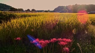 飛鳥京のヒガンバナ