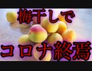 梅干しがコロナ感染、増殖を抑制することが判明。