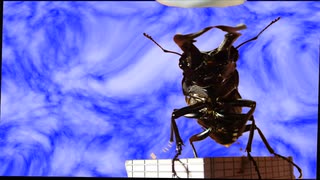 クワガタムシのダンス【プロモーションビデオ】Dance of the stag beetle【promotion video】