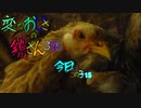 変なおじさんとこの　鶏さん３５６　今日はこの子１５