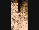【M3 2022秋】carnation/AXVXA