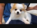 ポメチワにメロンをあげたら面白い動きが撮れた