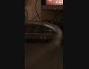 ZARD 揺れる想い 歌ってみぬぁ( ^-^)