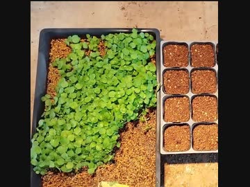 農作業-フヨウの移植作業