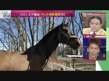 私が職場に連れていきたい動物 Dr.苫米地 (2022年10月3日)